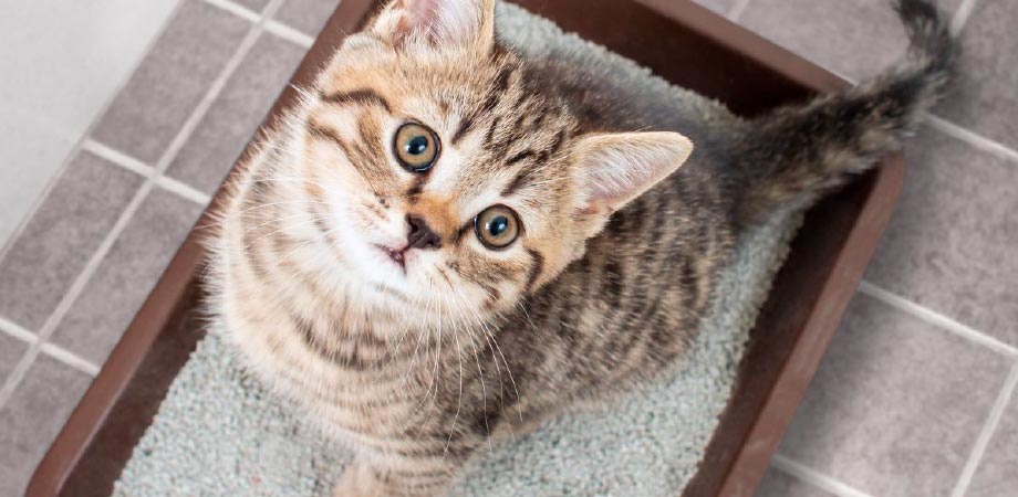 como mantener el arenero de tu gato
