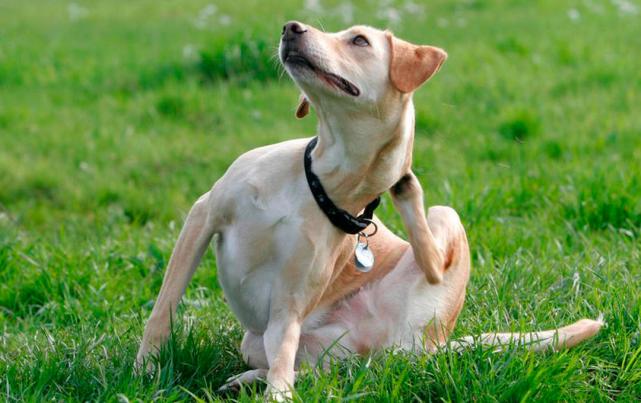 perro rasca mucho