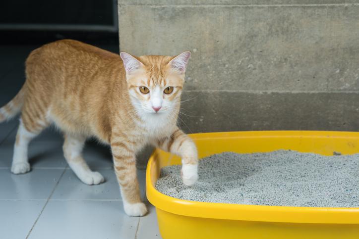 los mejores areneros para gatos 25049 orig
