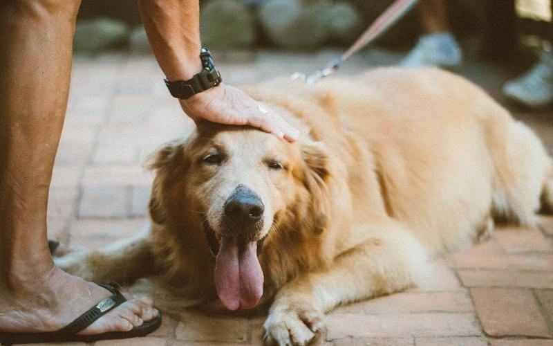 cuidados del golden retriever