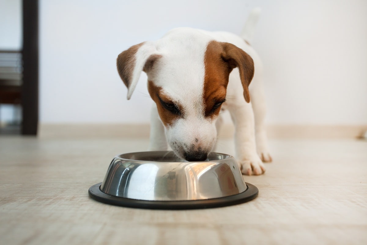 cachorro comiendo en un comedero de aluminio