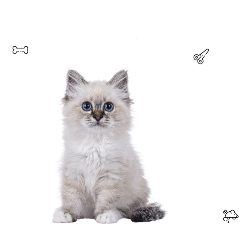 petgold 1