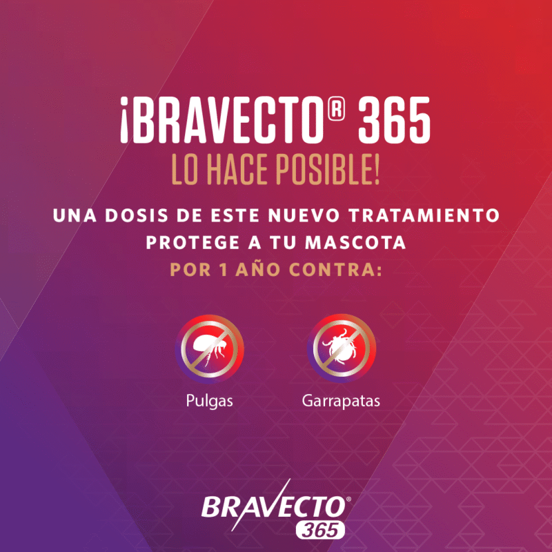 Bravecto 365 antipulgas y antigarrapatas