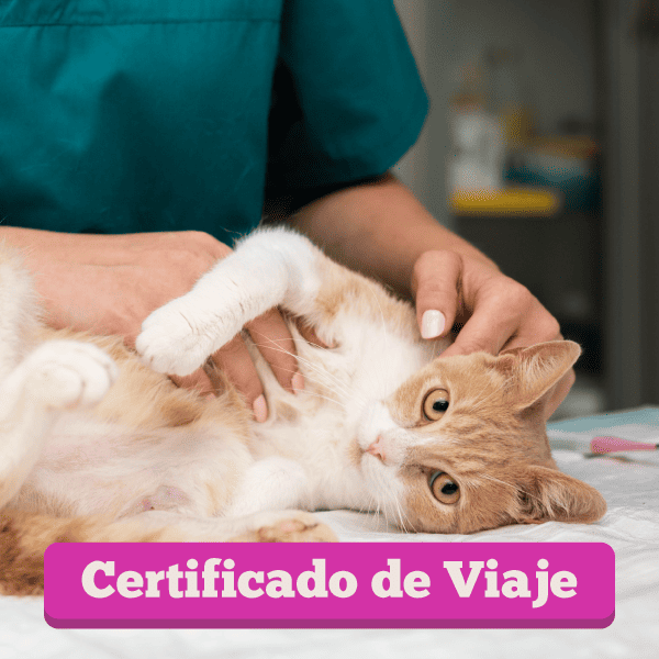 Banner Web Servicios Certificado 600x600 1