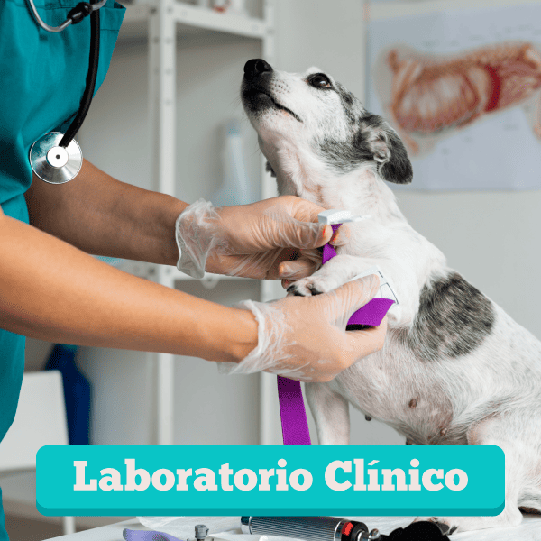 Banner Web Servicios Laboratorio 600x600 1