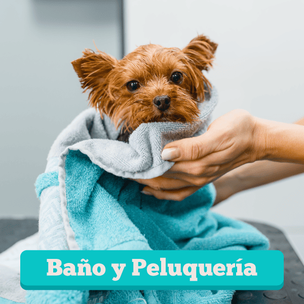 Banner Web Servicios Peluqueria 600x600 1